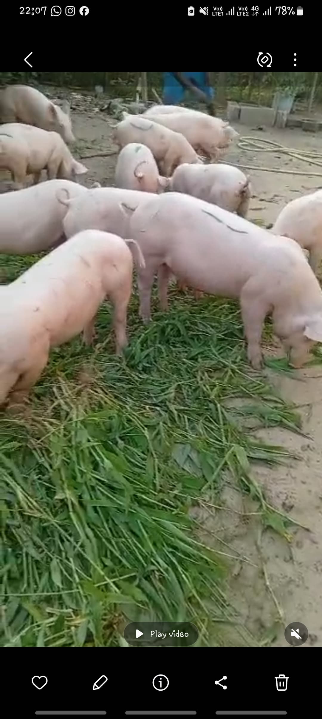Healthy pigs for sale