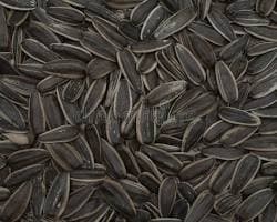 Premium Basmati Rice