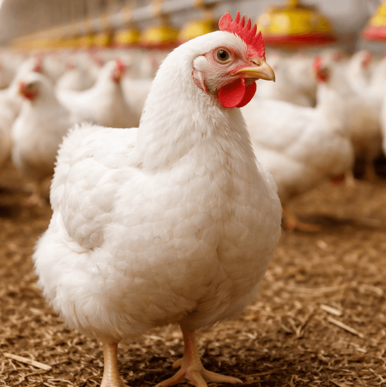Fresh Broiler Chicken – Farm Raised, Clean & Ready for Sale